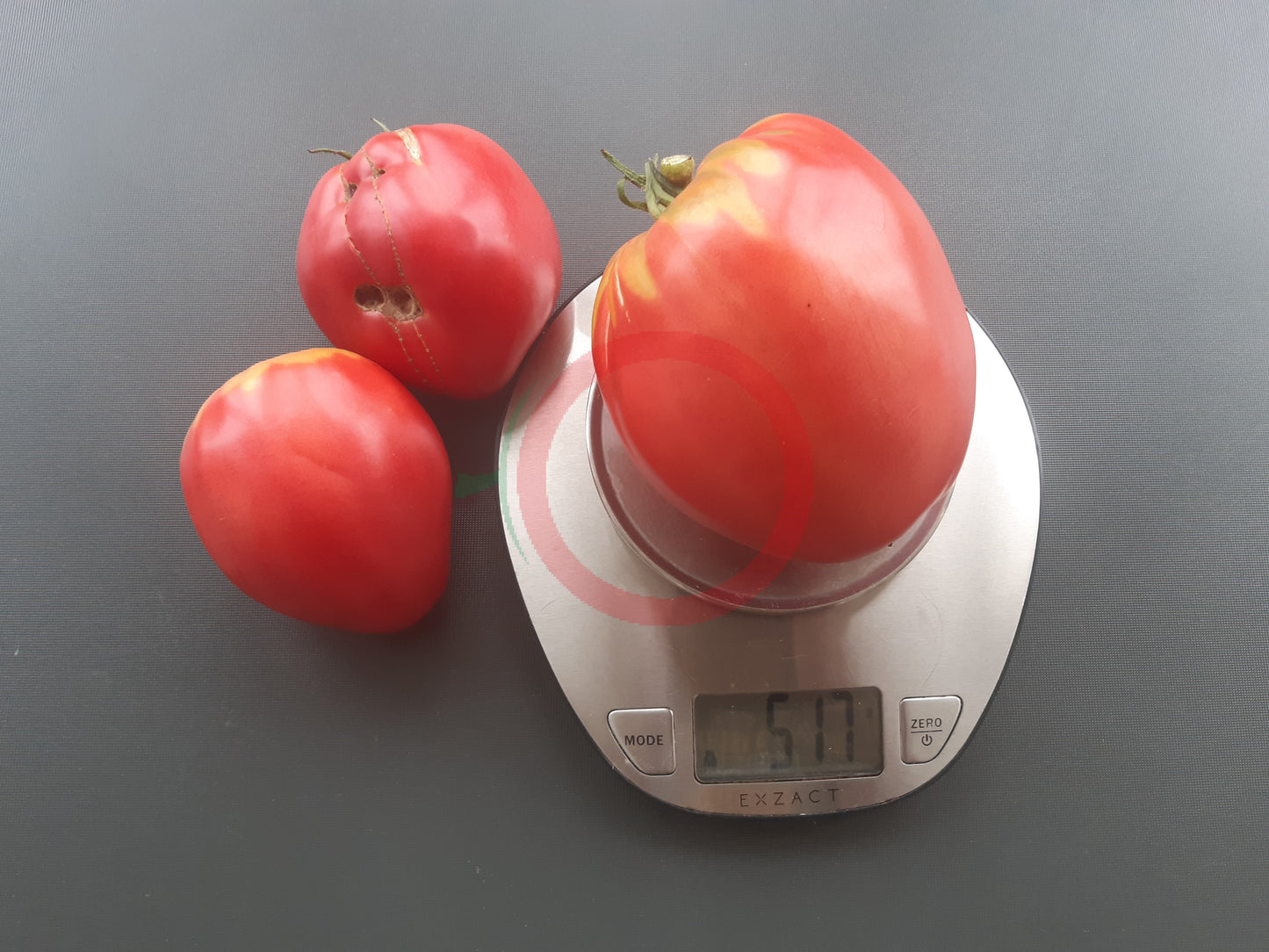 Monkey Ass DER TOMATENFLÜSTERER