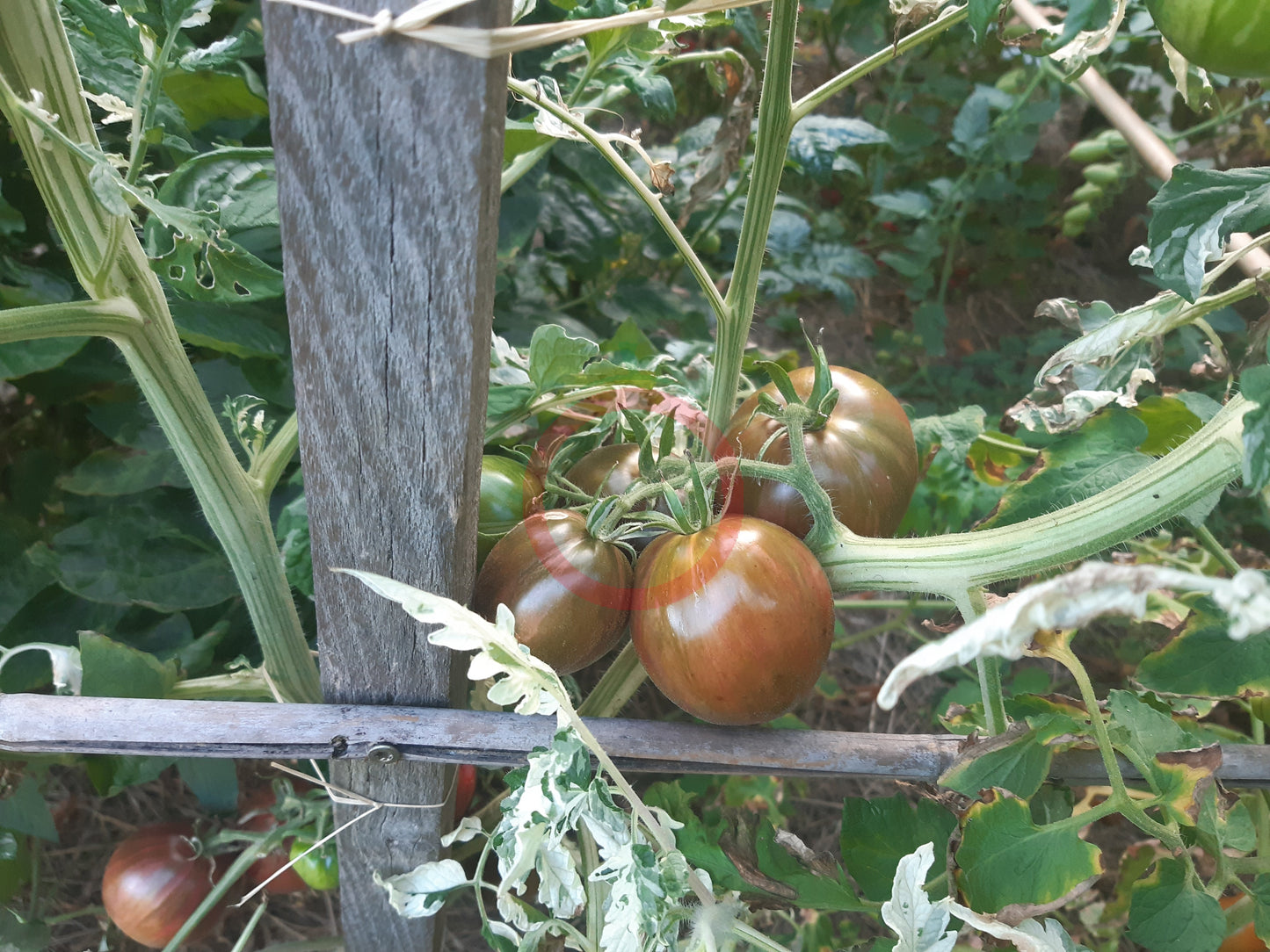 Moonlight Mile DER TOMATENFLÜSTERER