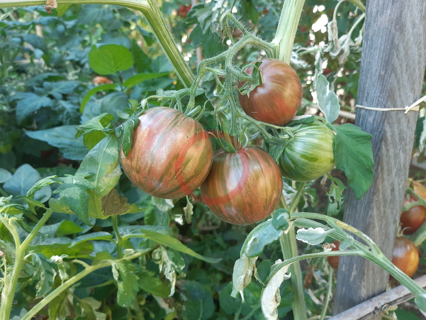 Moonlight Mile DER TOMATENFLÜSTERER