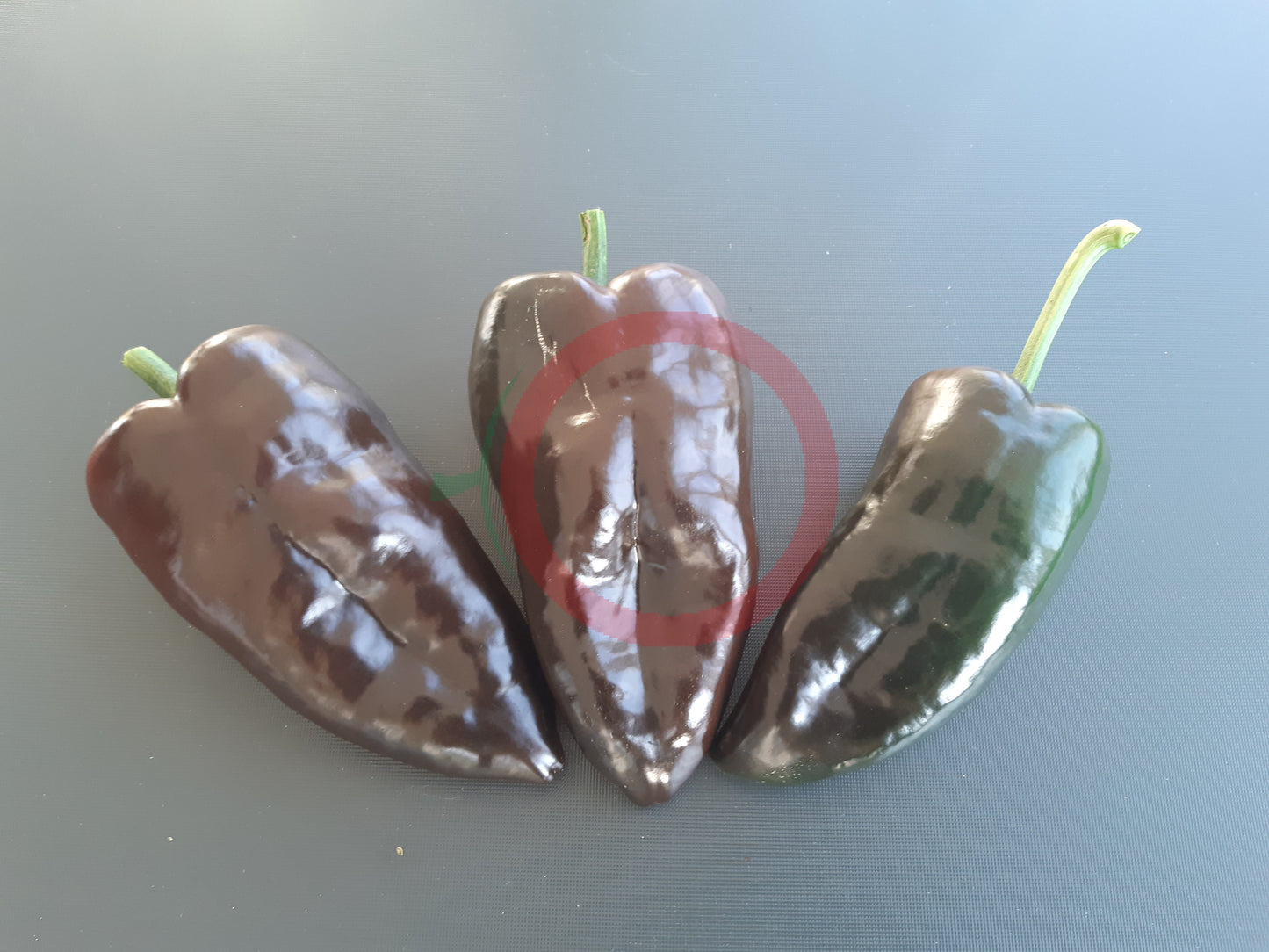 Mulato Isleno DER TOMATENFLÜSTERER