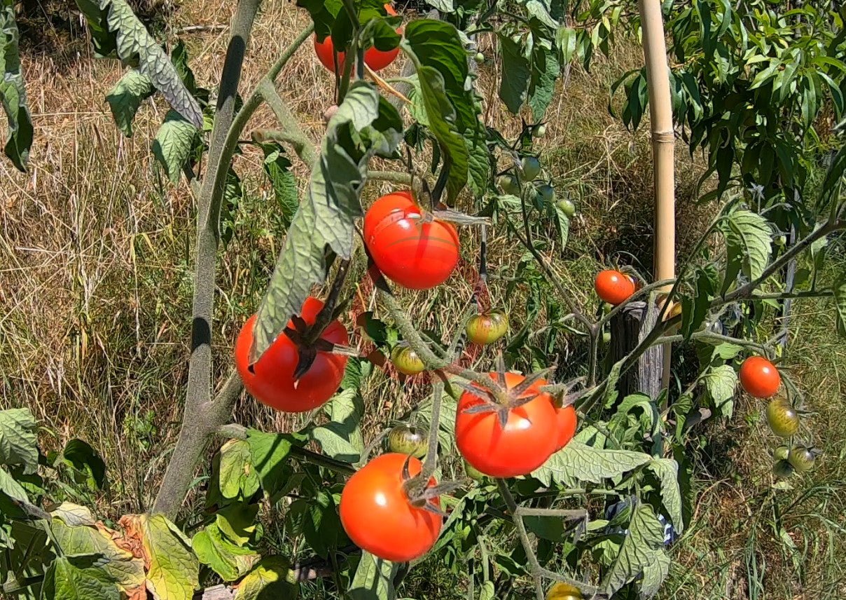 Napa Rosé DER TOMATENFLÜSTERER