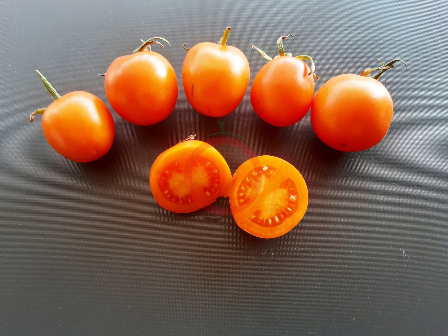 Napsugar DER TOMATENFLÜSTERER