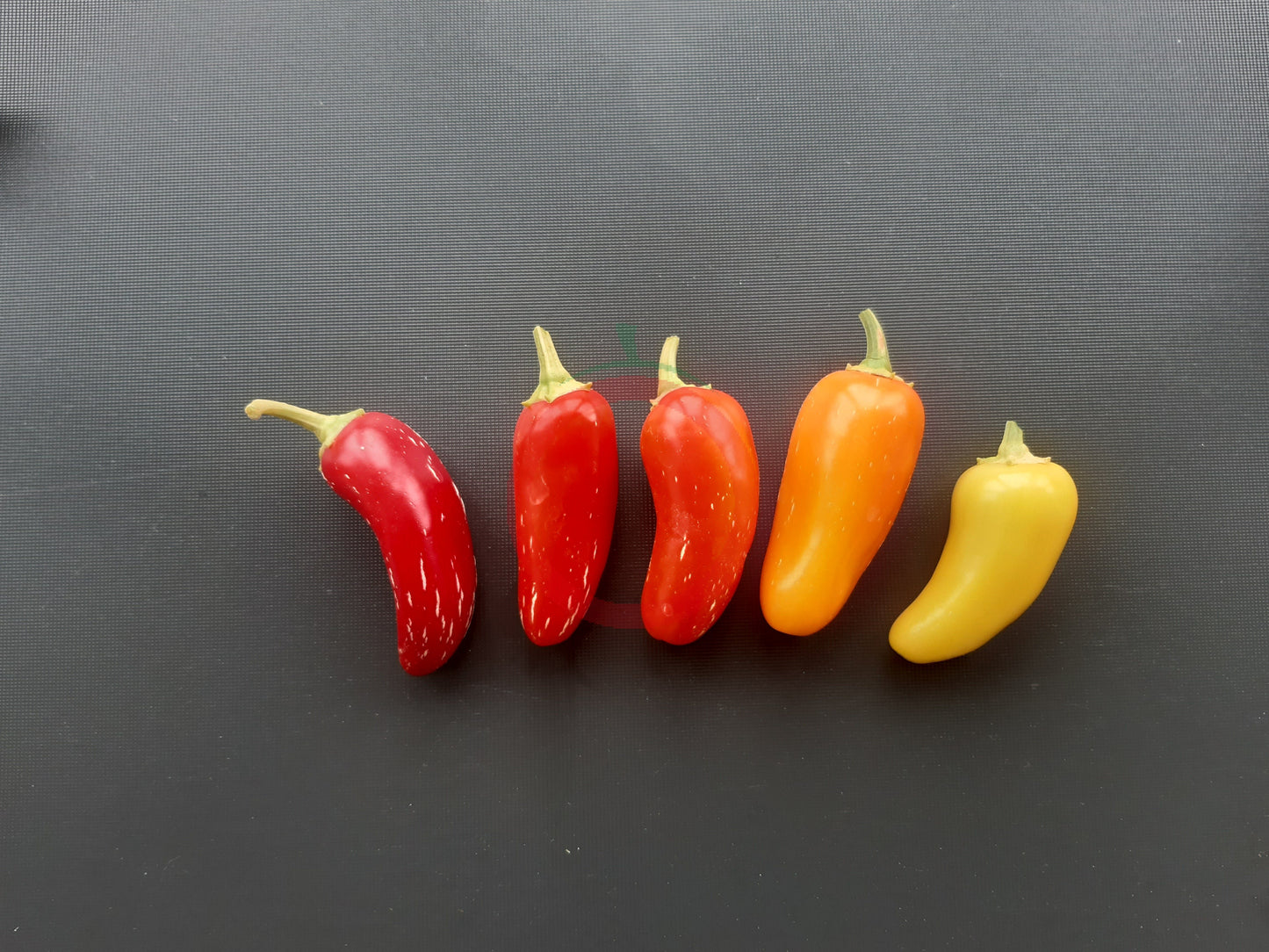 NuMex Pinata DER TOMATENFLÜSTERER