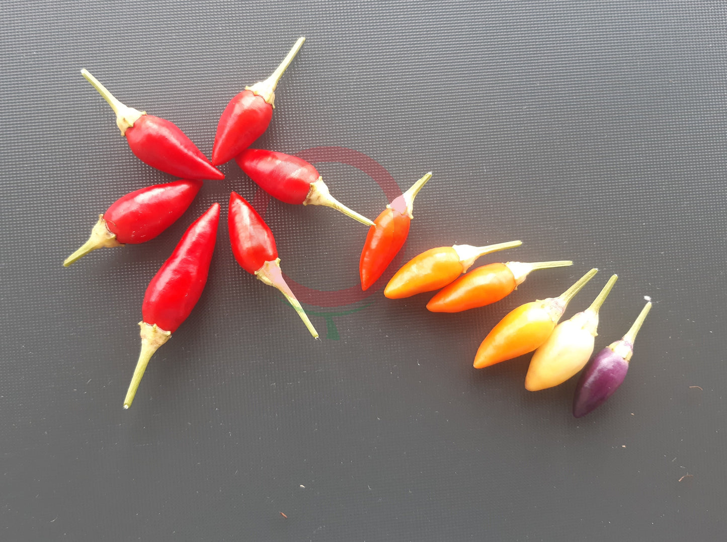 NuMex Twilight DER TOMATENFLÜSTERER