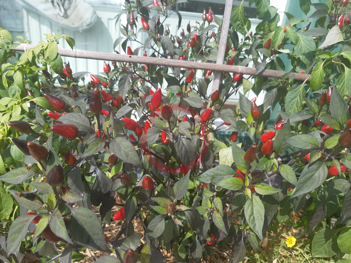 Numex Centennial DER TOMATENFLÜSTERER