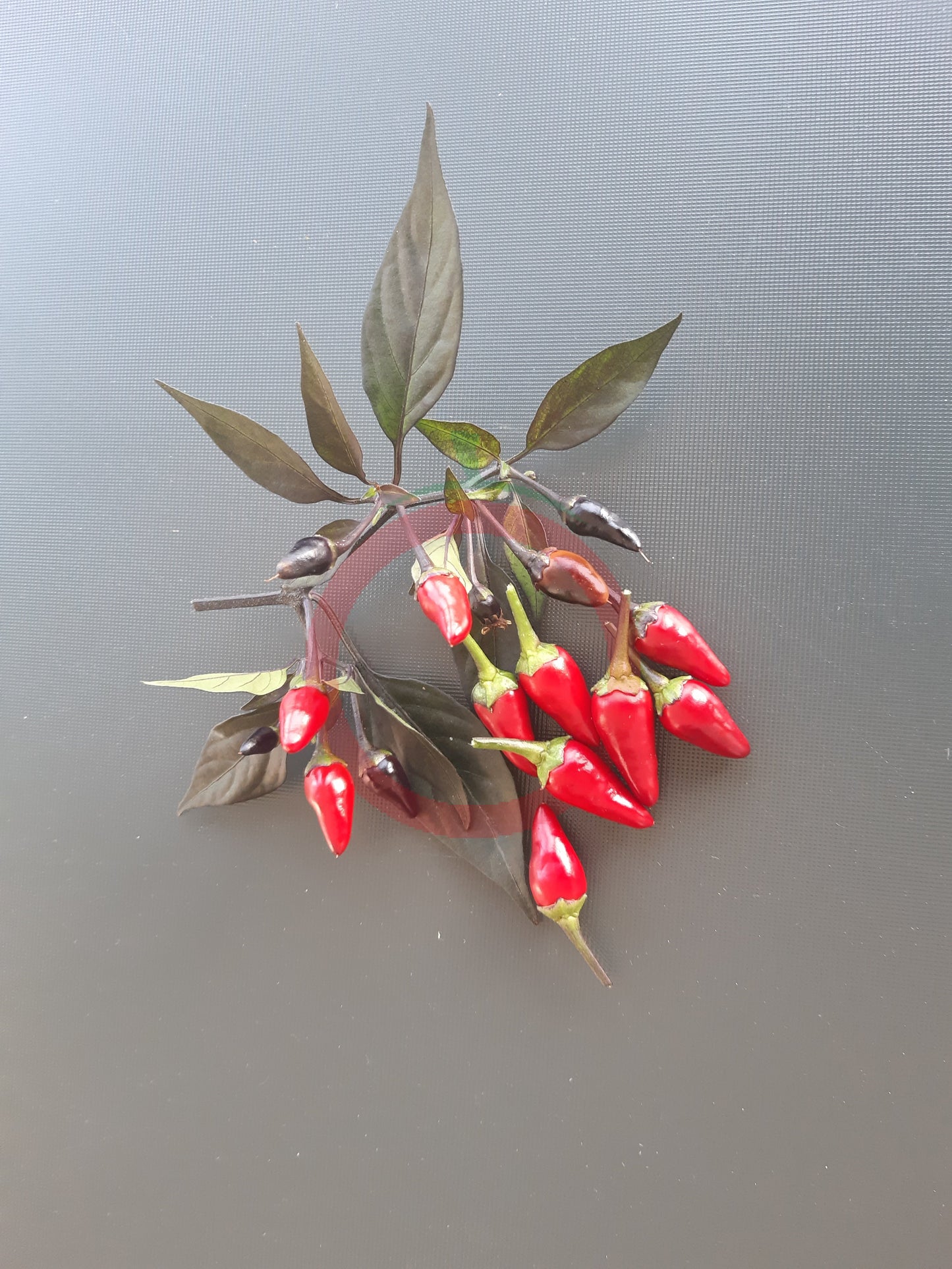Numex Centennial DER TOMATENFLÜSTERER