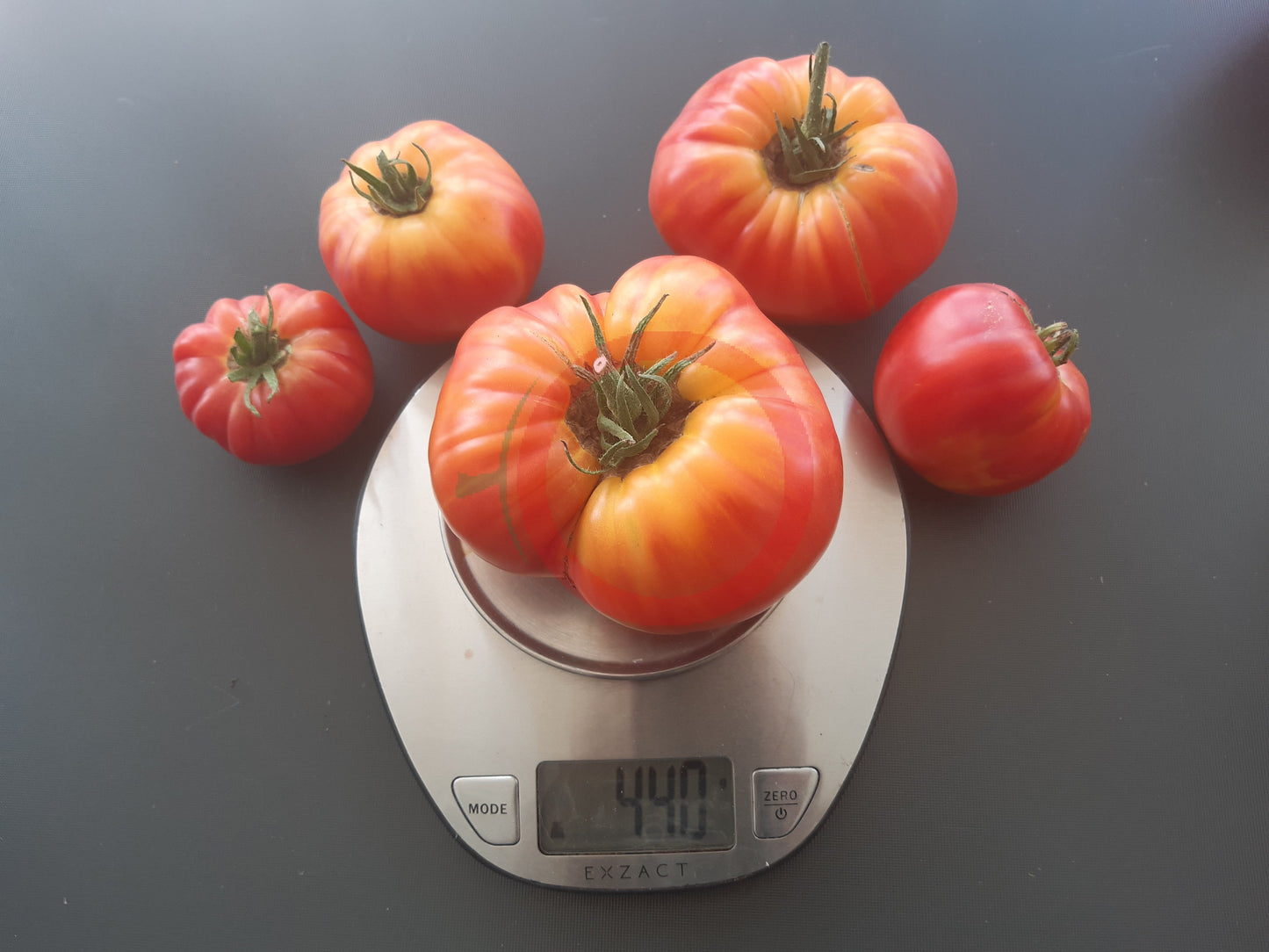 Oaxacan Jewel DER TOMATENFLÜSTERER