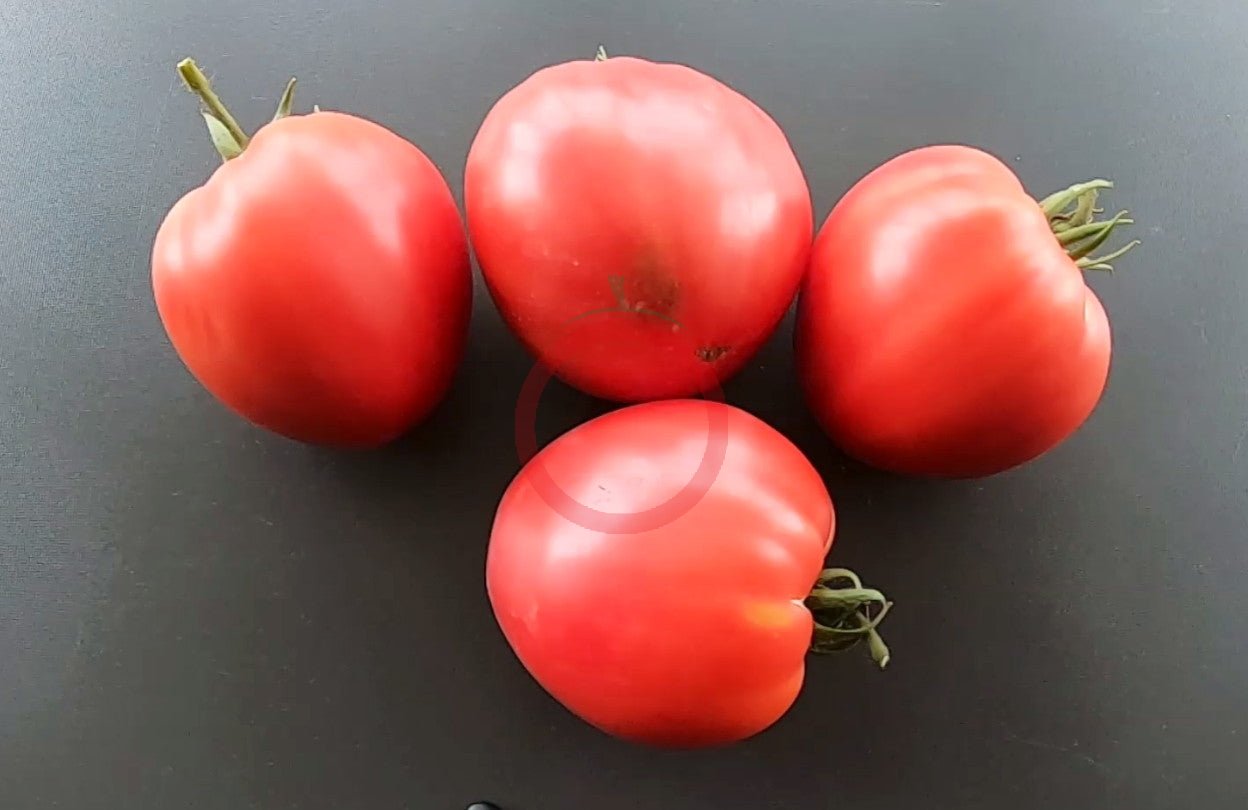 Ochsenherz teta Katica DER TOMATENFLÜSTERER