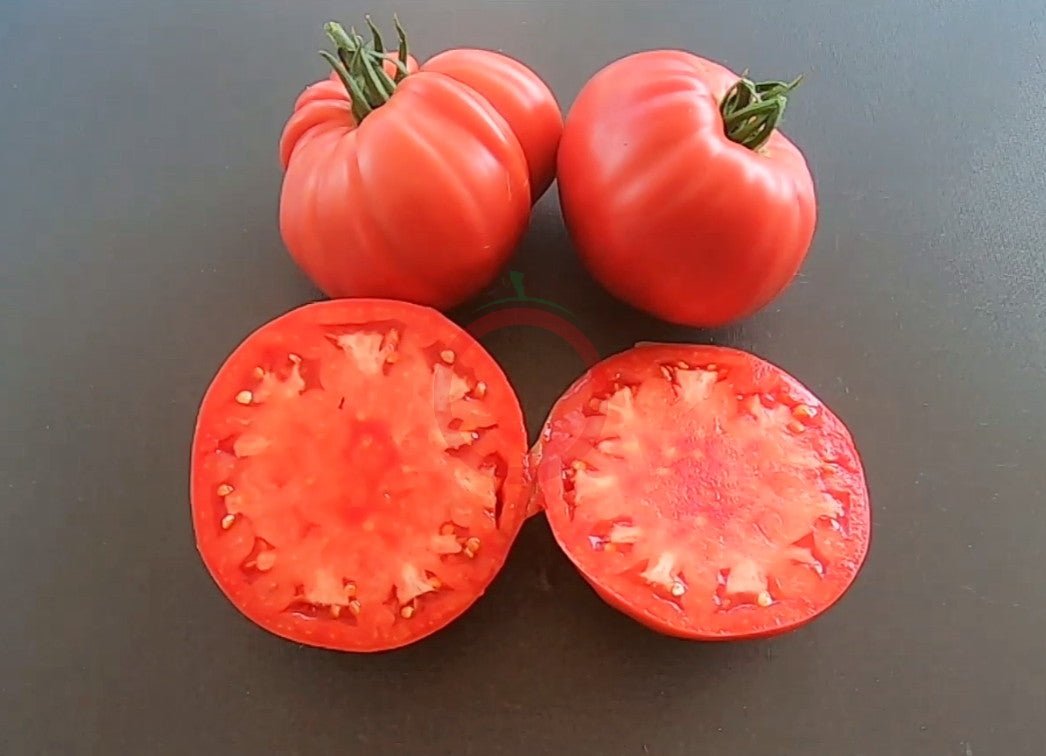 Olena Ukrainian DER TOMATENFLÜSTERER