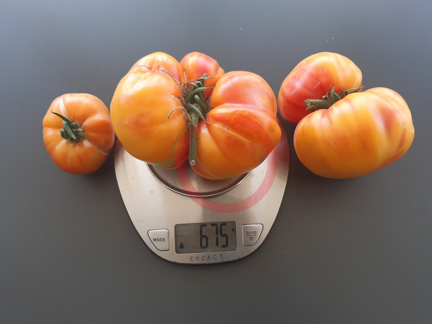 Orange Orangutan DER TOMATENFLÜSTERER