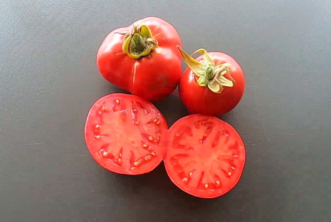 Otradny DER TOMATENFLÜSTERER