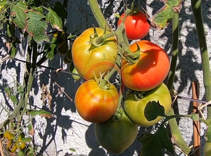 Peach Blow Sutton DER TOMATENFLÜSTERER