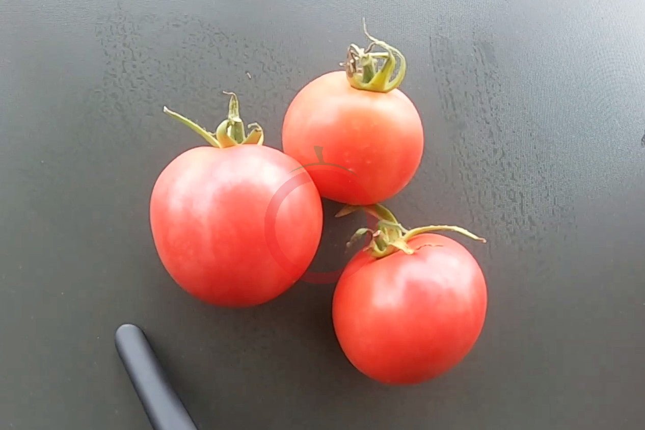 Peach Blow Sutton DER TOMATENFLÜSTERER