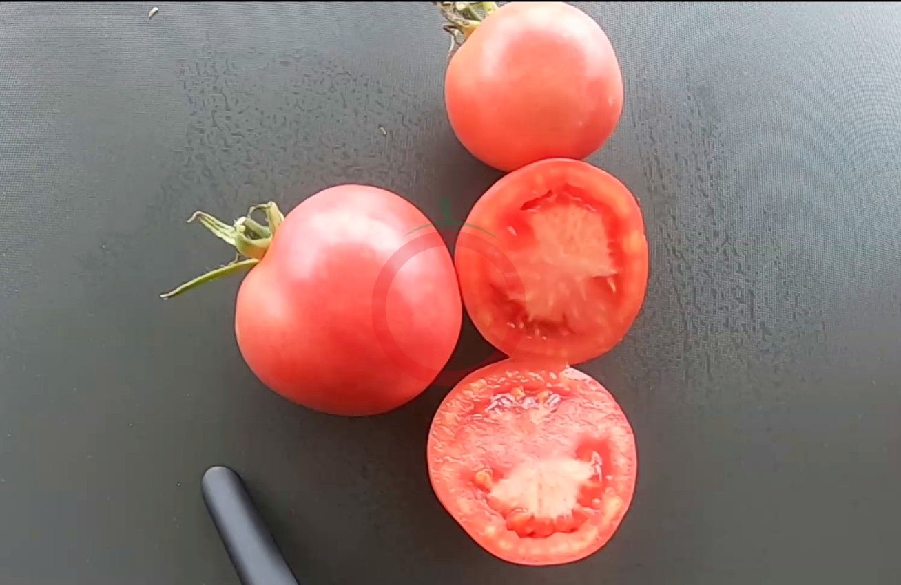 Peach Blow Sutton DER TOMATENFLÜSTERER