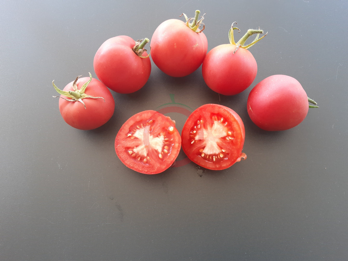 Pêche Andrieux Vilmorin DER TOMATENFLÜSTERER