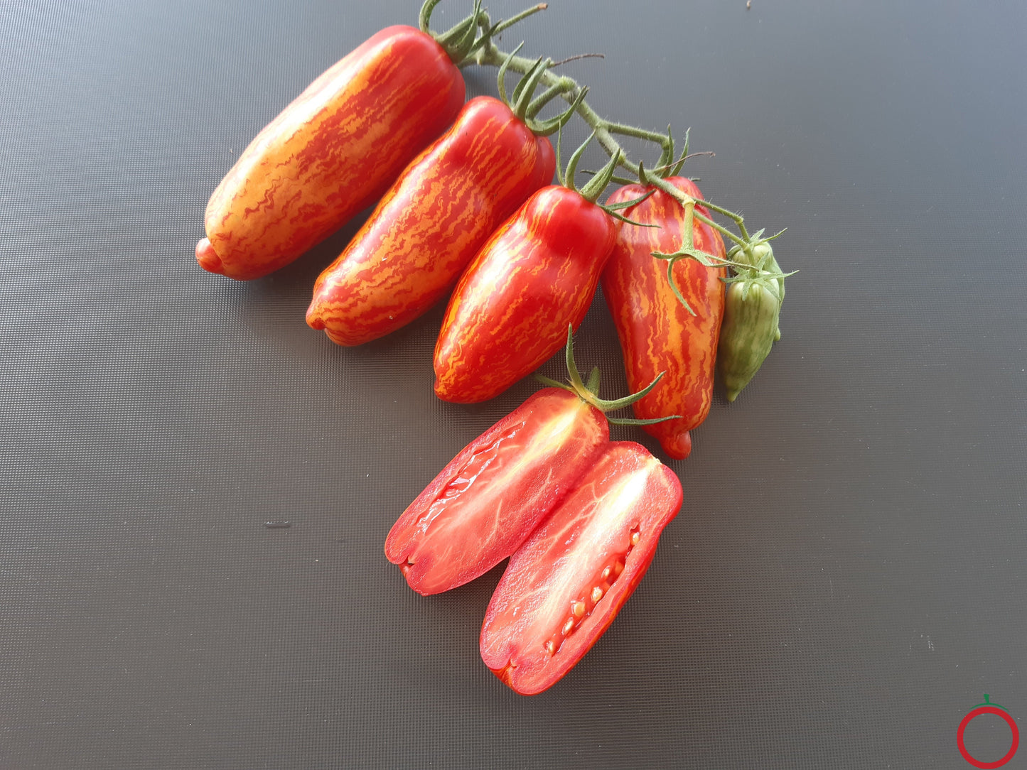 Perzevidnij Polosatij DER TOMATENFLÜSTERER