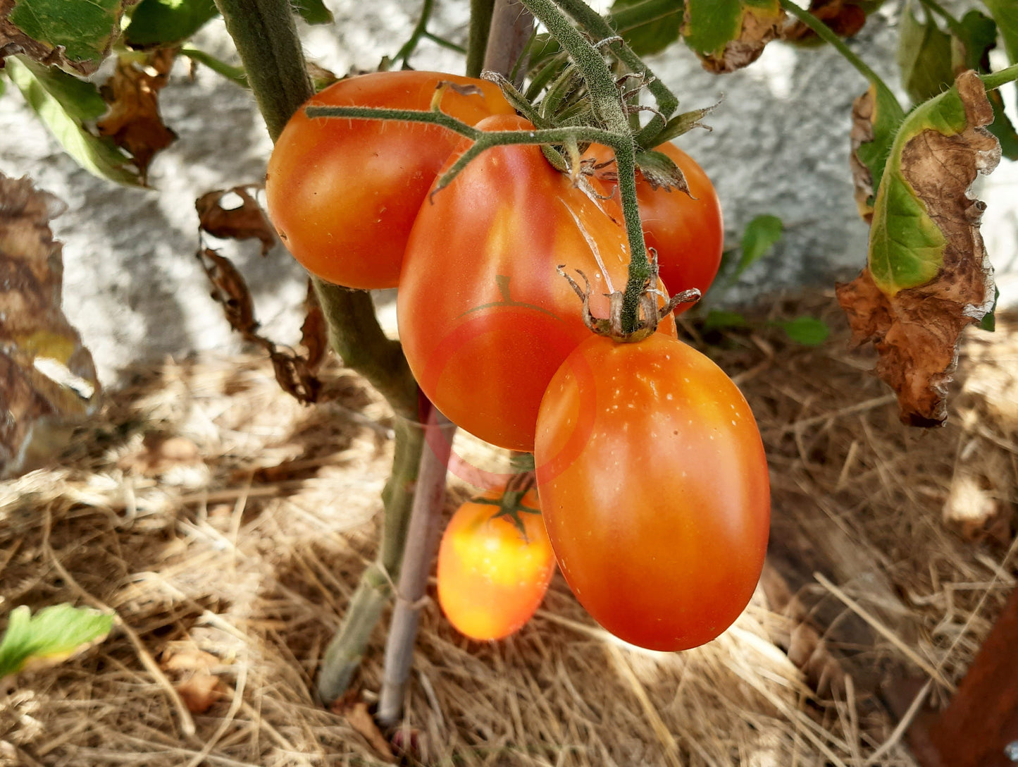Piedmont Pear DER TOMATENFLÜSTERER