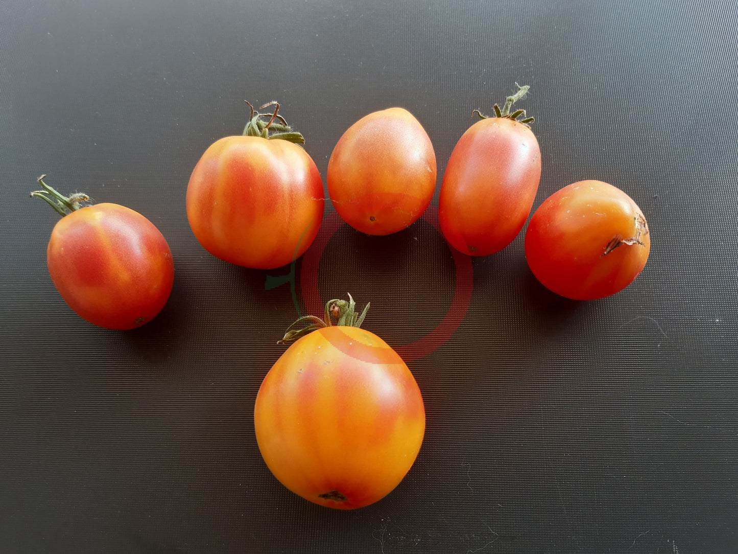 Piedmont Pear DER TOMATENFLÜSTERER