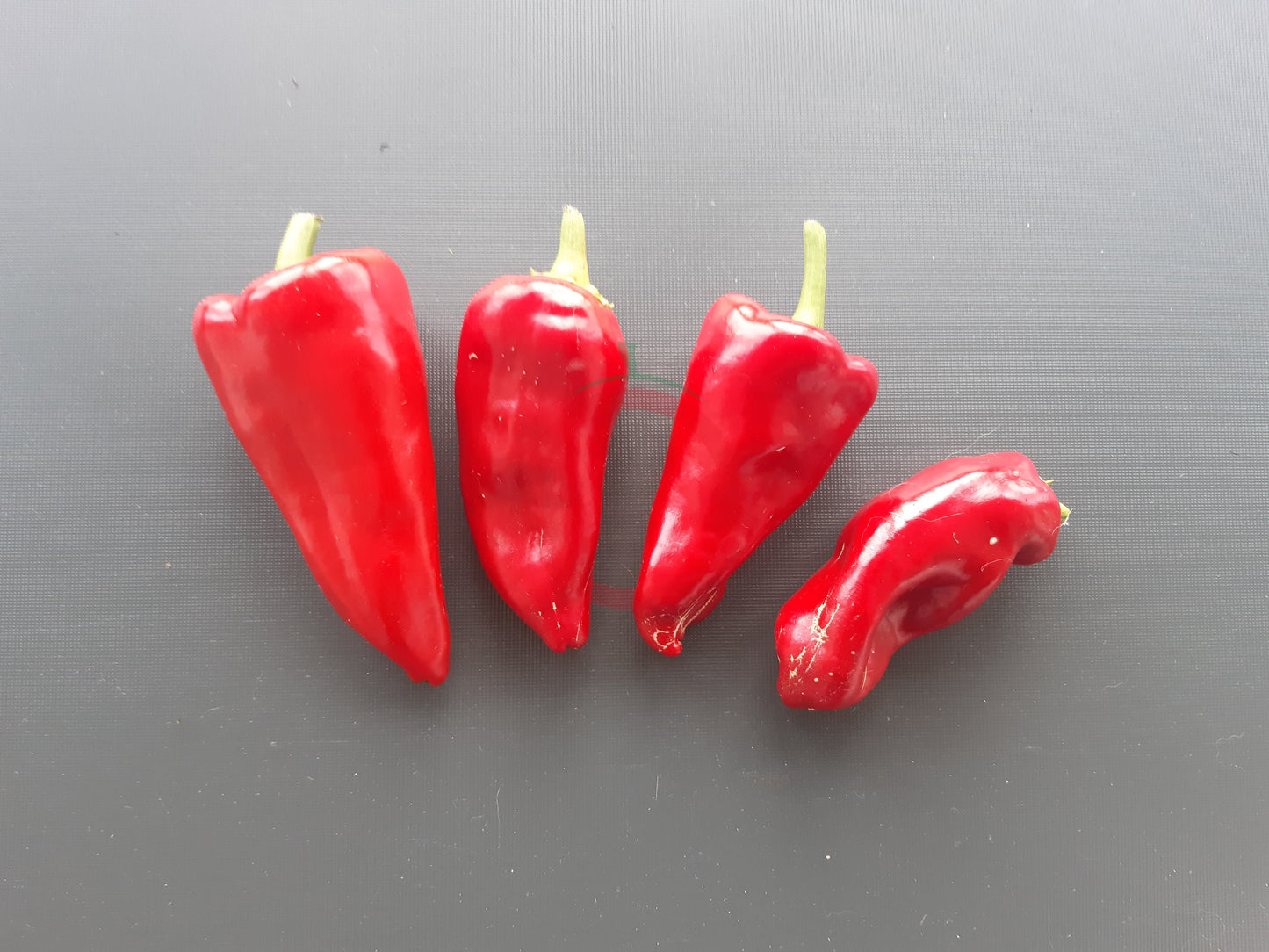 Pimento Piquillo DER TOMATENFLÜSTERER