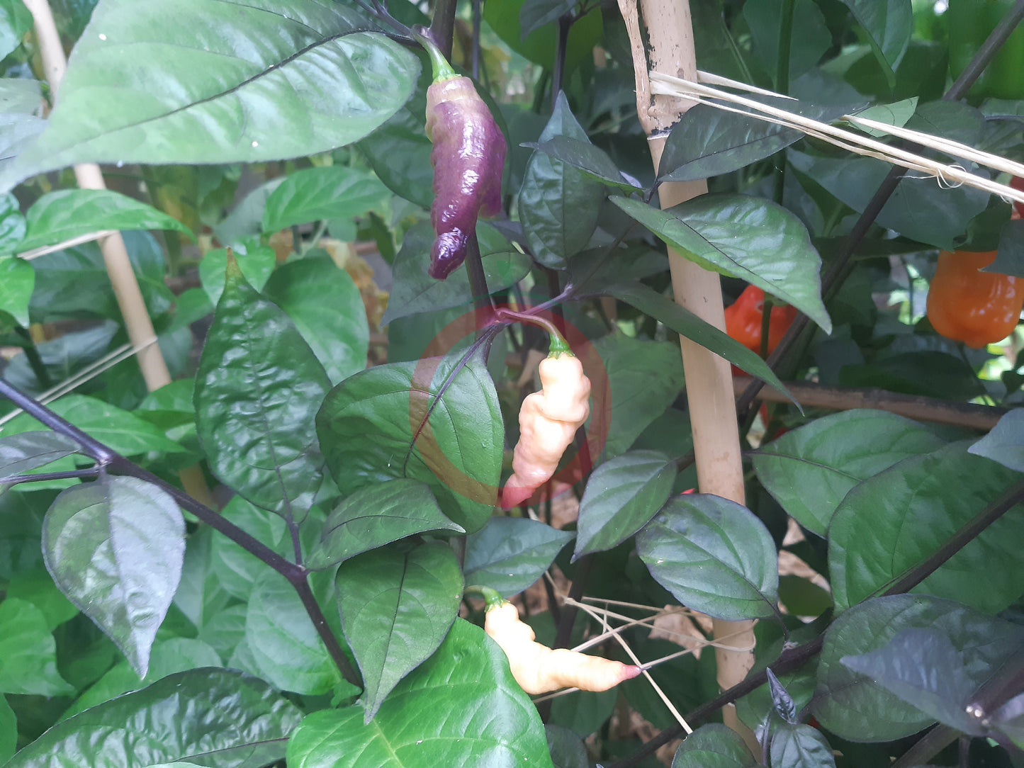 Pink Tiger DER TOMATENFLÜSTERER