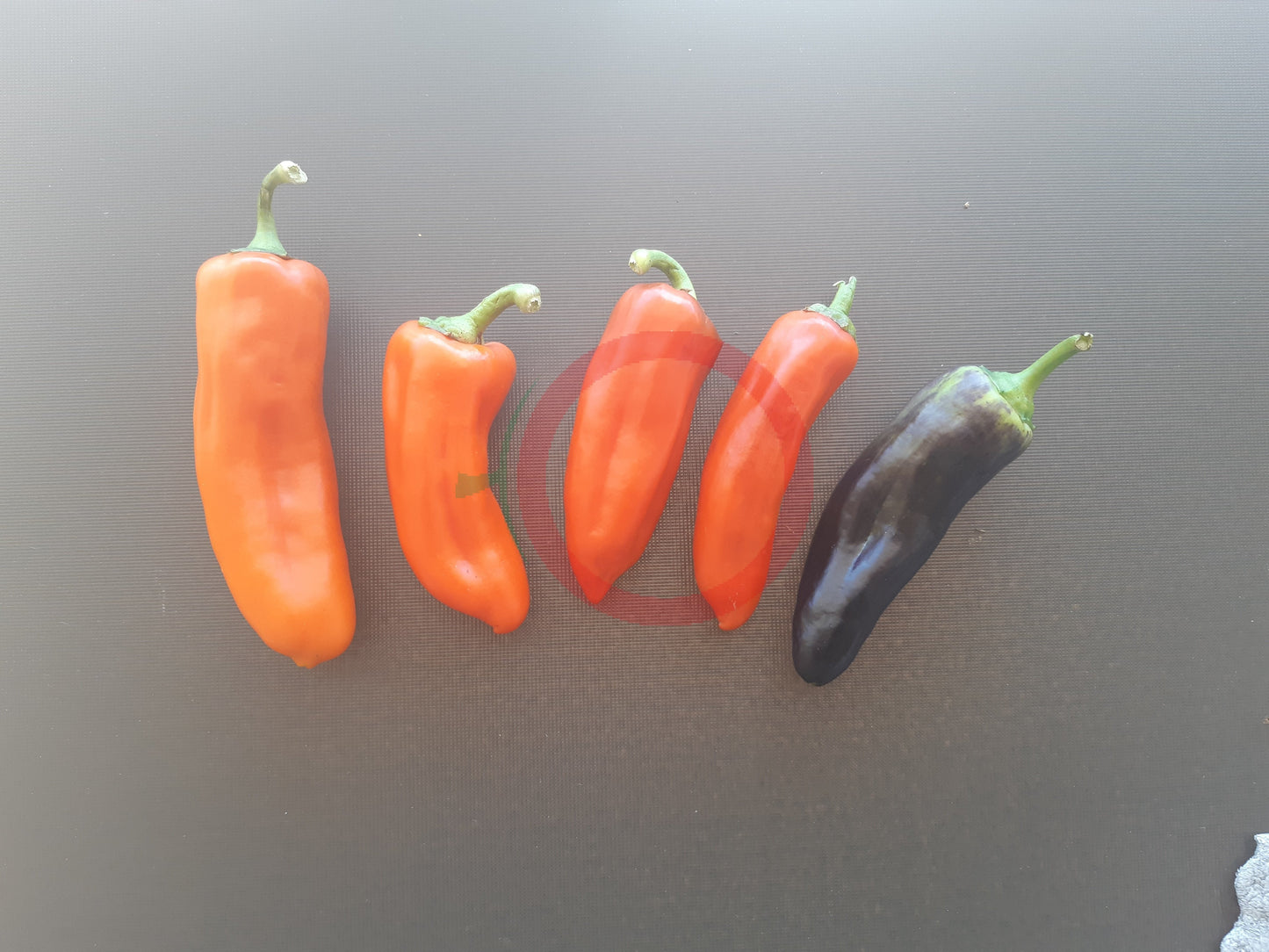 Pippin´s Golden Honey DER TOMATENFLÜSTERER