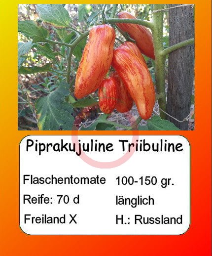 Piprakujuline Triibuline DER TOMATENFLÜSTERER