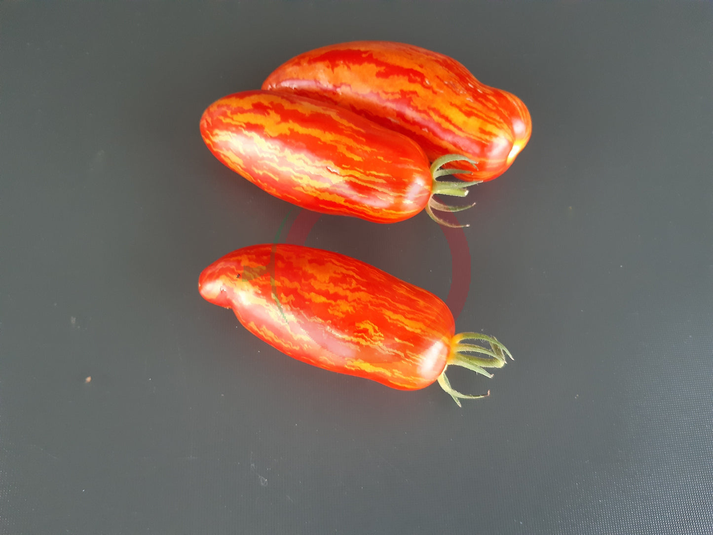 Piprakujuline Triibuline DER TOMATENFLÜSTERER