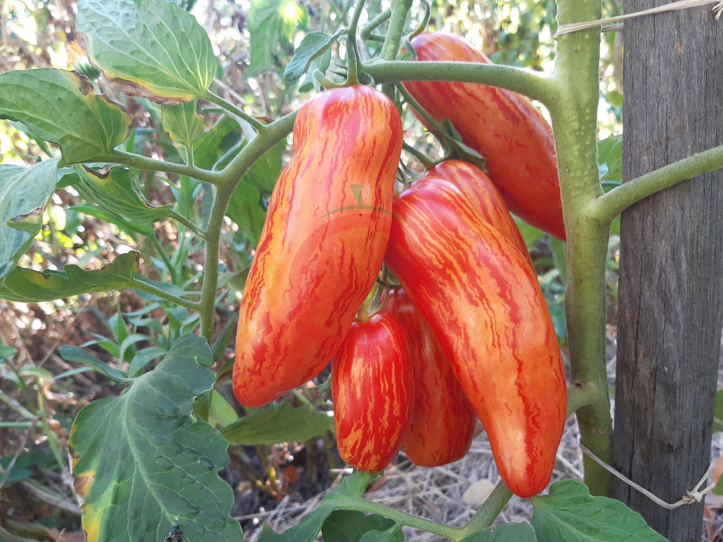 Piprakujuline Triibuline DER TOMATENFLÜSTERER