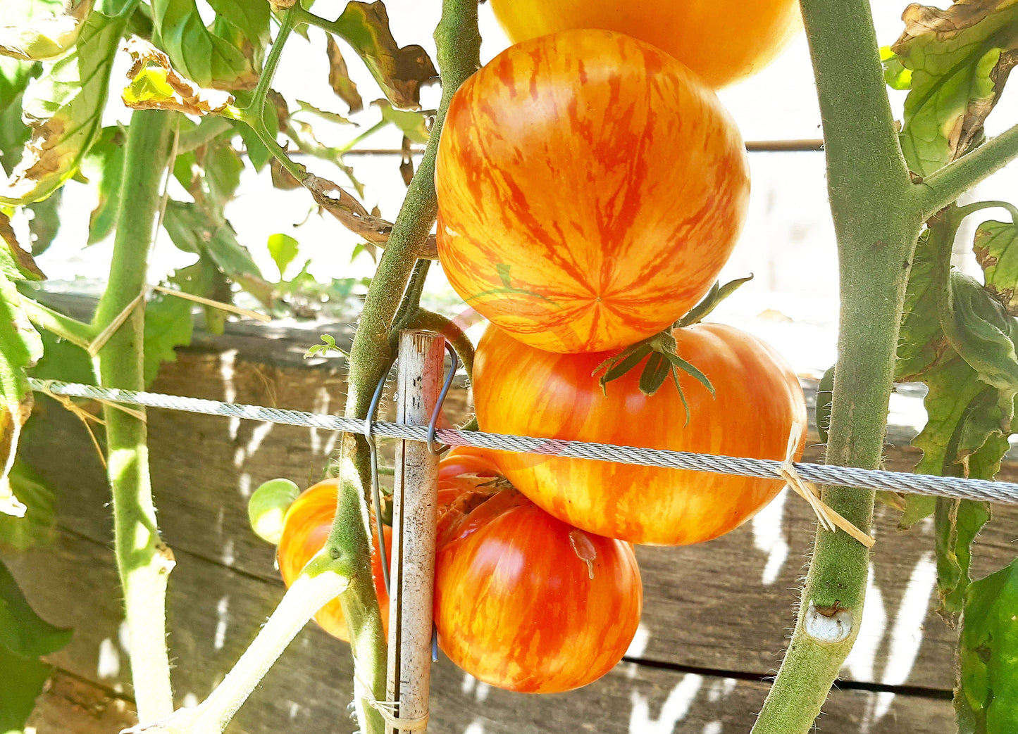 Plan 9 from outer Space DER TOMATENFLÜSTERER