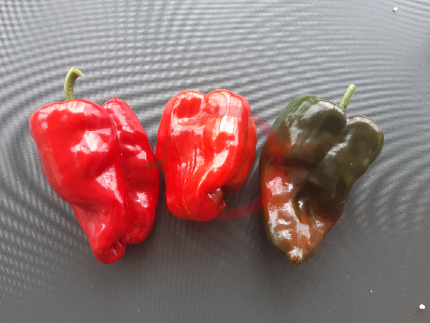 Poblano DER TOMATENFLÜSTERER