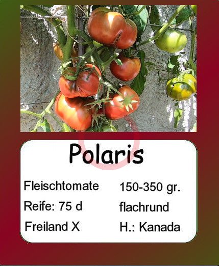 Polaris DER TOMATENFLÜSTERER