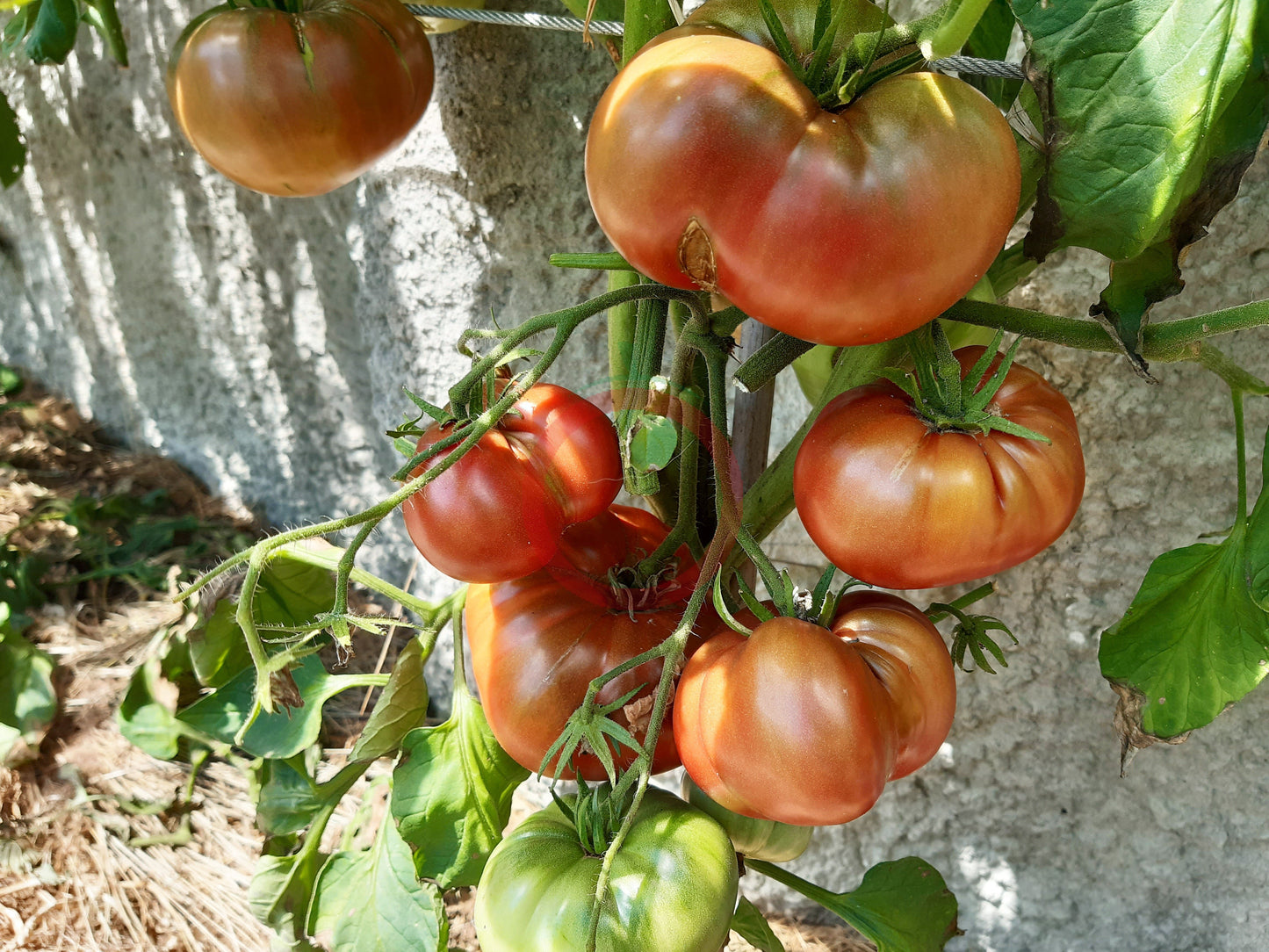 Polaris DER TOMATENFLÜSTERER