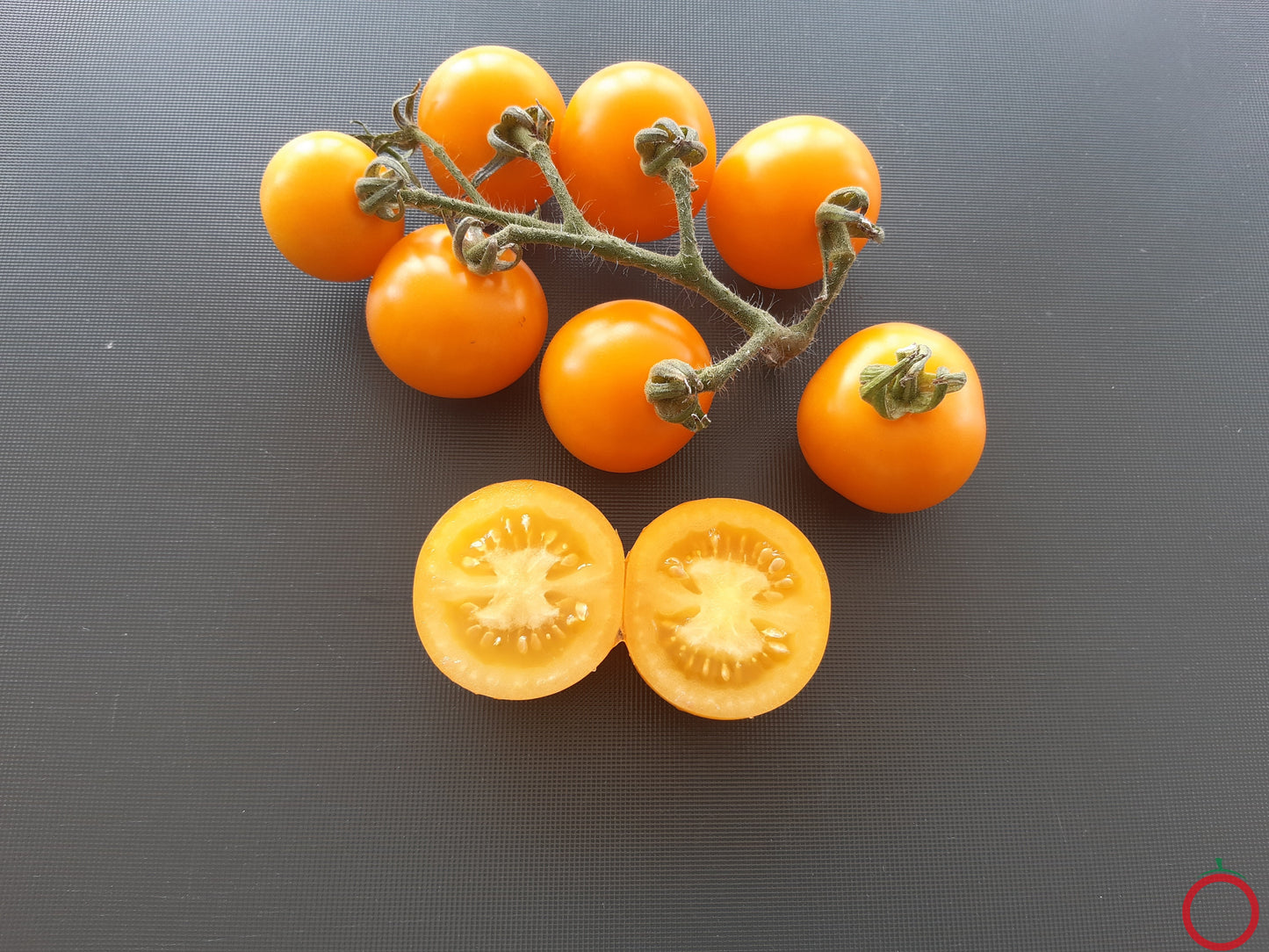 Potato Leaf Varriegated DER TOMATENFLÜSTERER