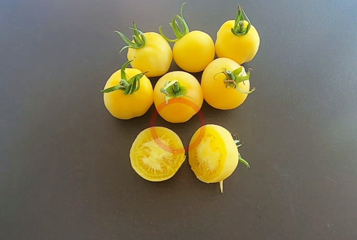 Primrose Gage DER TOMATENFLÜSTERER