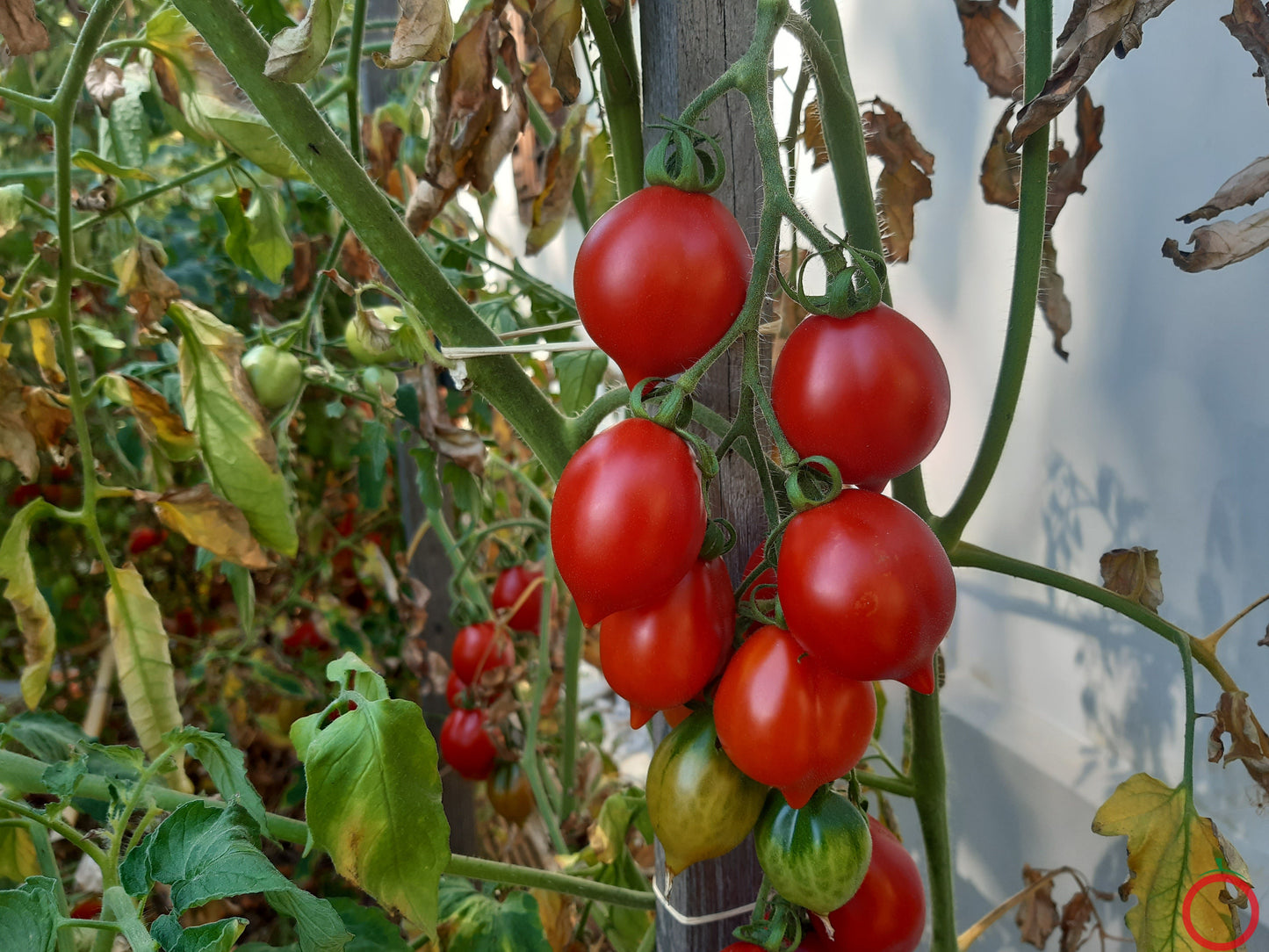 Professor Klapprotts Spitze DER TOMATENFLÜSTERER