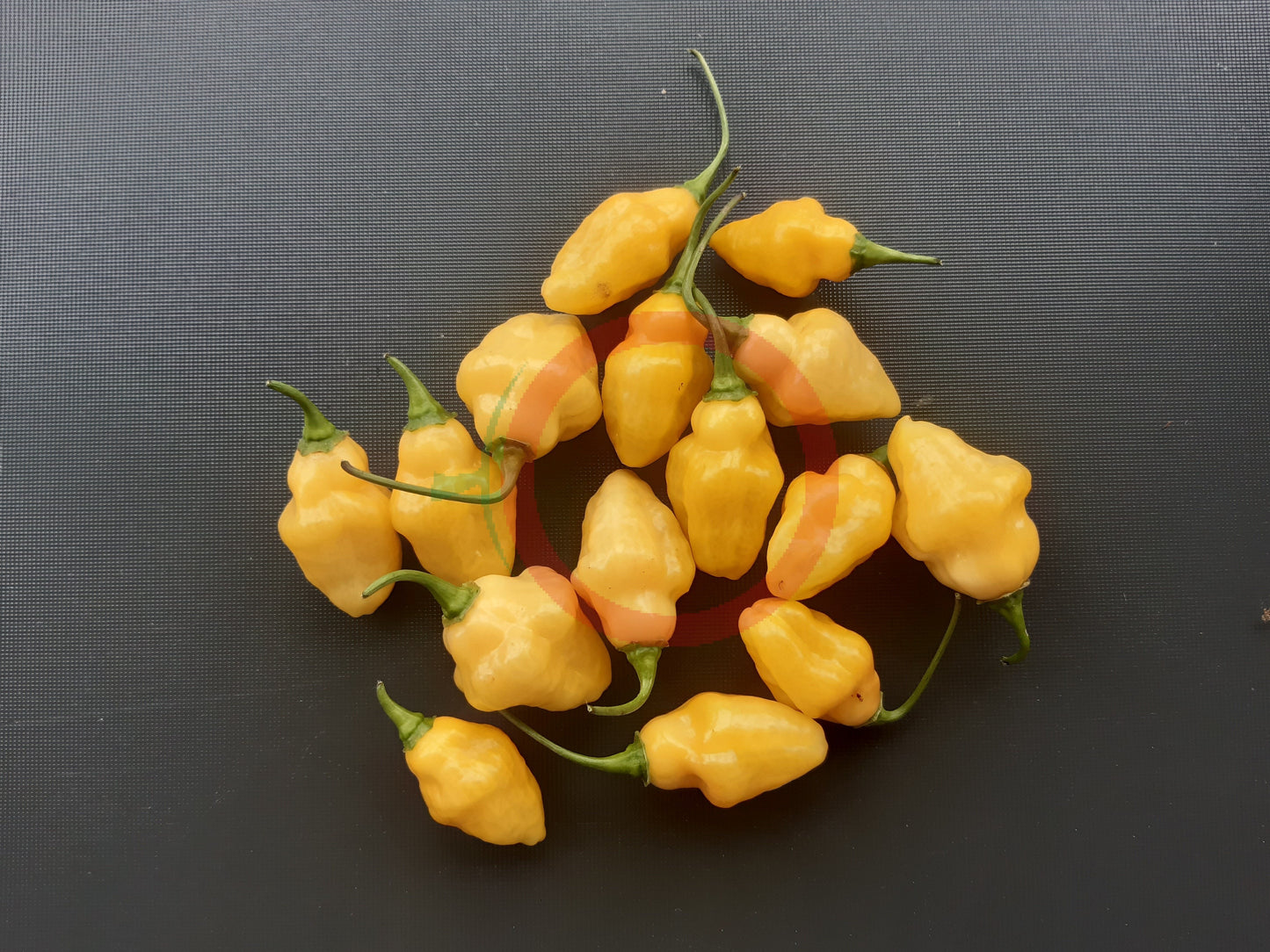 Puerto Rican Yellow DER TOMATENFLÜSTERER