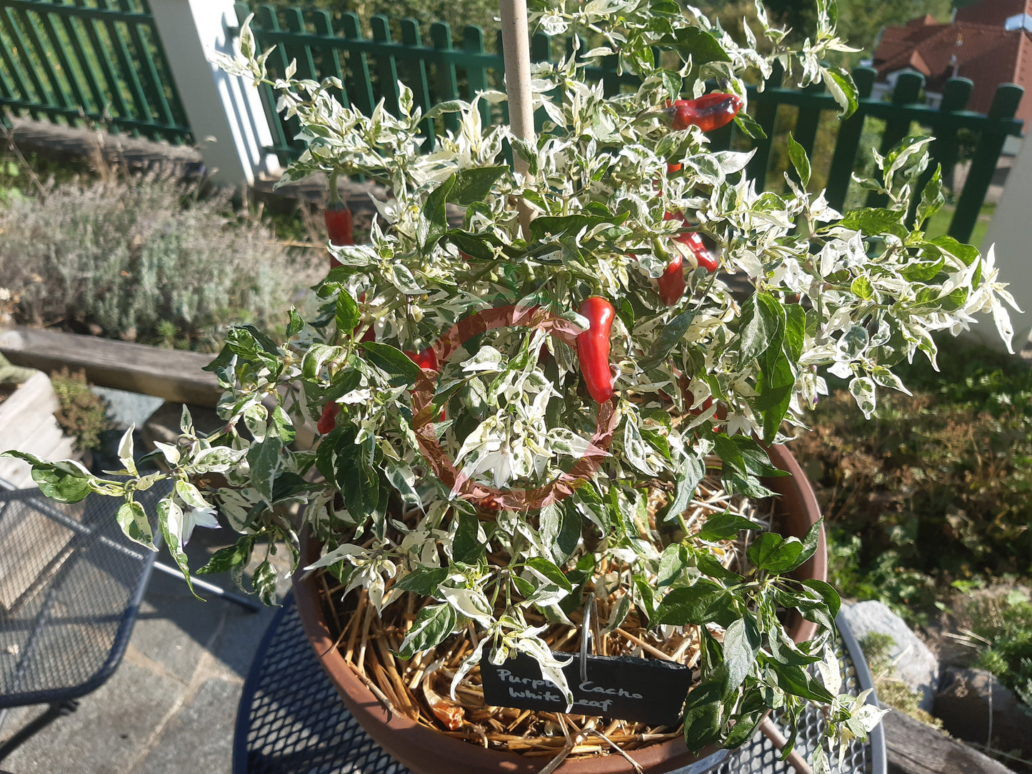 Purple Cacho White Leaf DER TOMATENFLÜSTERER