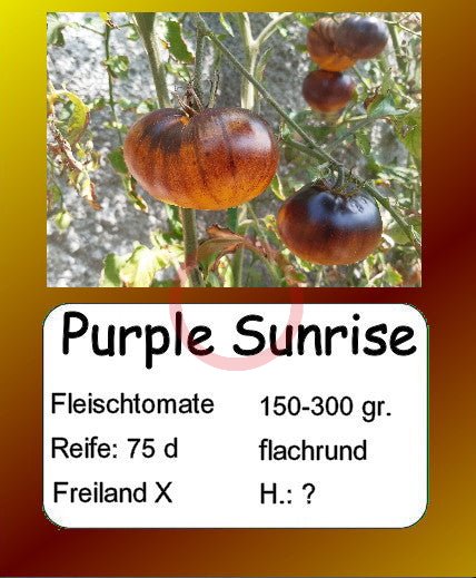 Purple Sunrise DER TOMATENFLÜSTERER