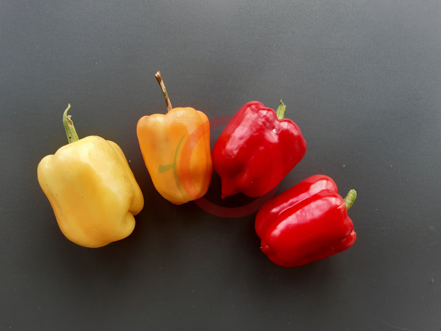 Pusztagold DER TOMATENFLÜSTERER