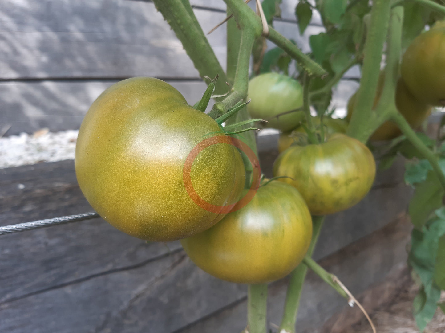 Quapaw Green DER TOMATENFLÜSTERER