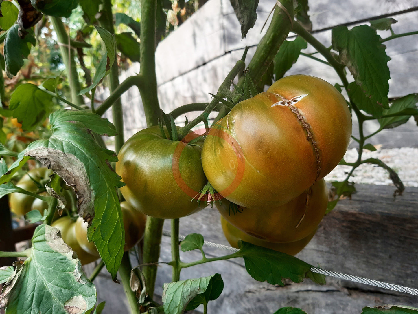 Quapaw Green DER TOMATENFLÜSTERER