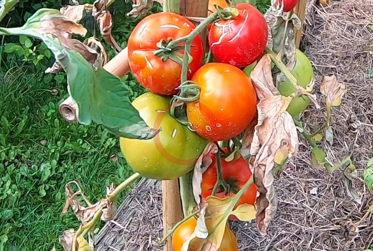 RAF DER TOMATENFLÜSTERER
