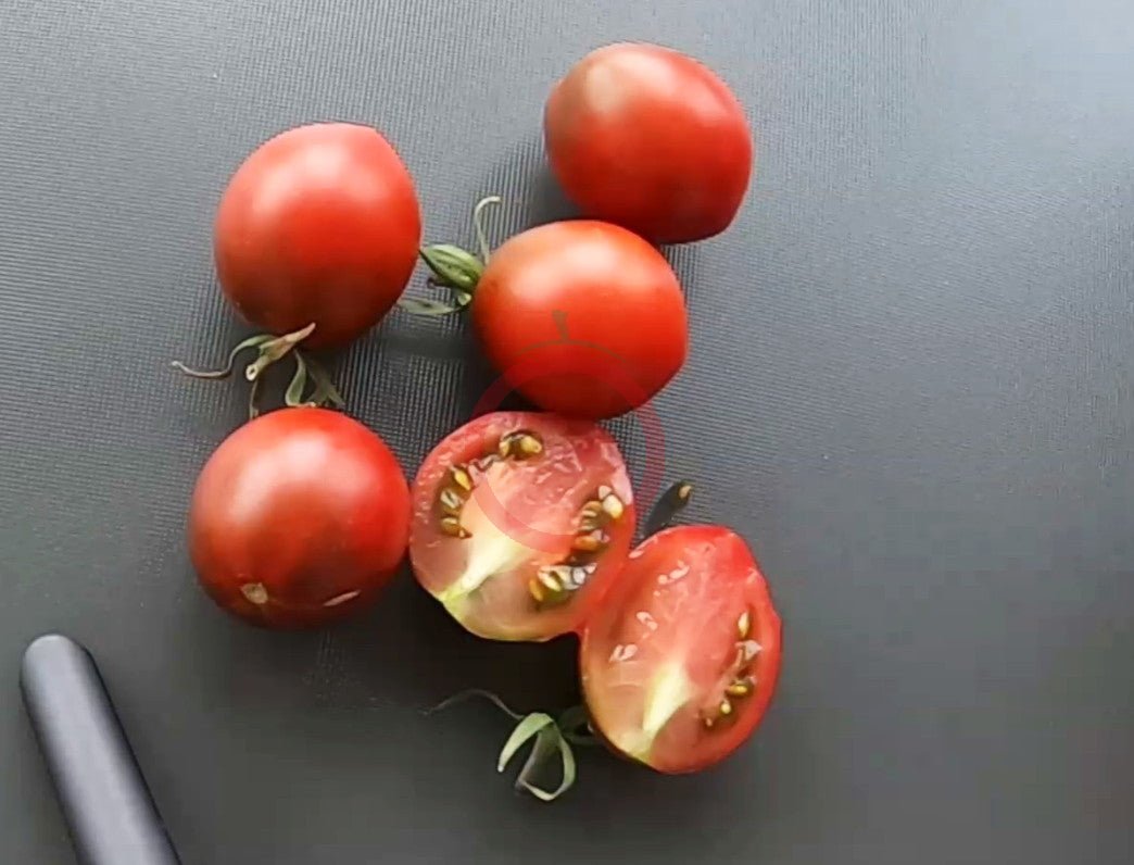 Rebel Alliance DER TOMATENFLÜSTERER