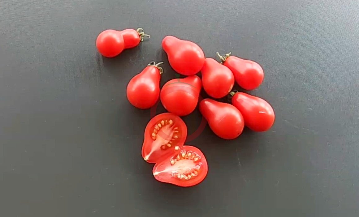 Red Fig DER TOMATENFLÜSTERER