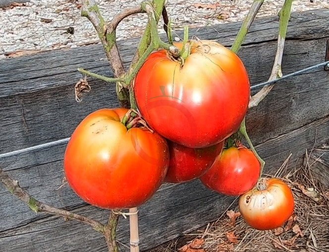 Reinhard´s Pink Heart DER TOMATENFLÜSTERER