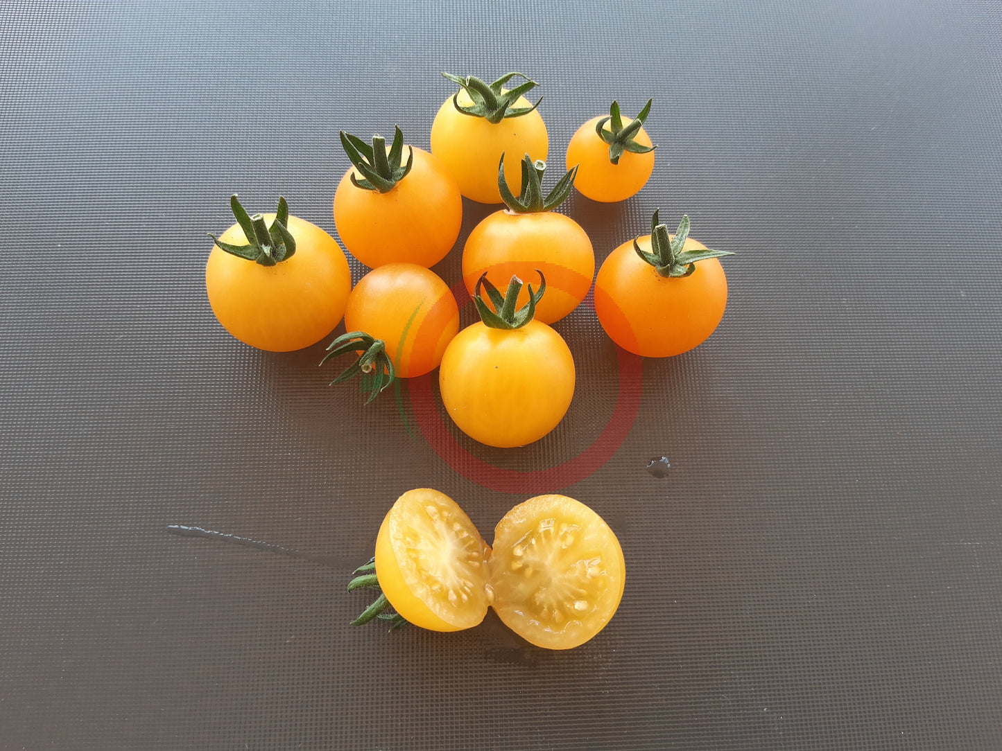 Reinhards Goldkirsche DER TOMATENFLÜSTERER