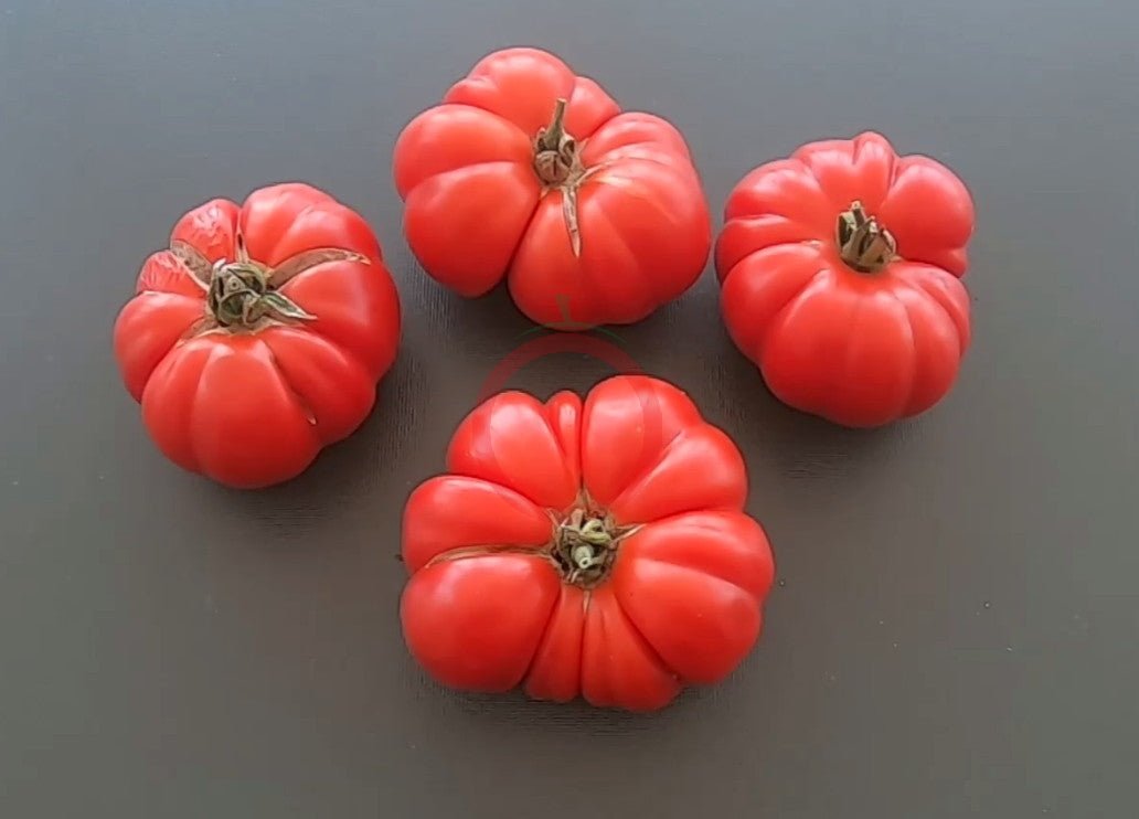 Riccio di Parma DER TOMATENFLÜSTERER