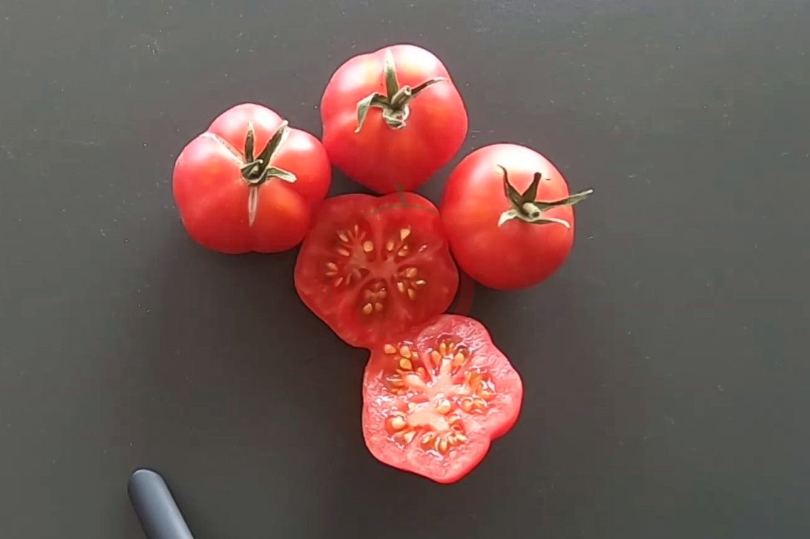 Riñon Ripple Delight DER TOMATENFLÜSTERER