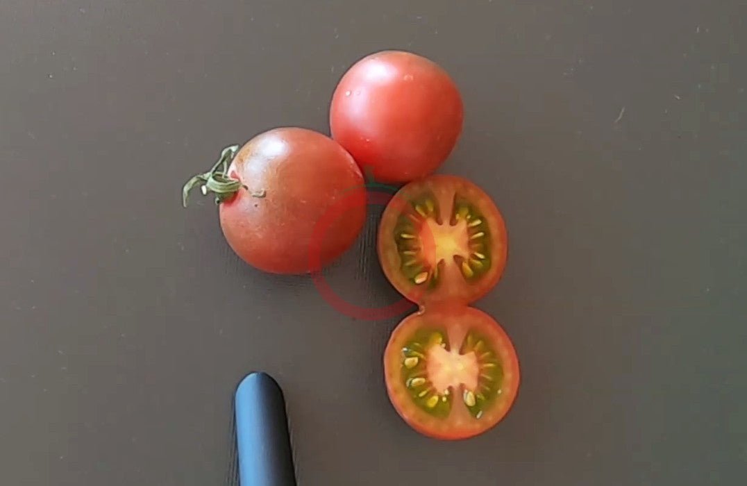 Ron´s Carbon Copy DER TOMATENFLÜSTERER