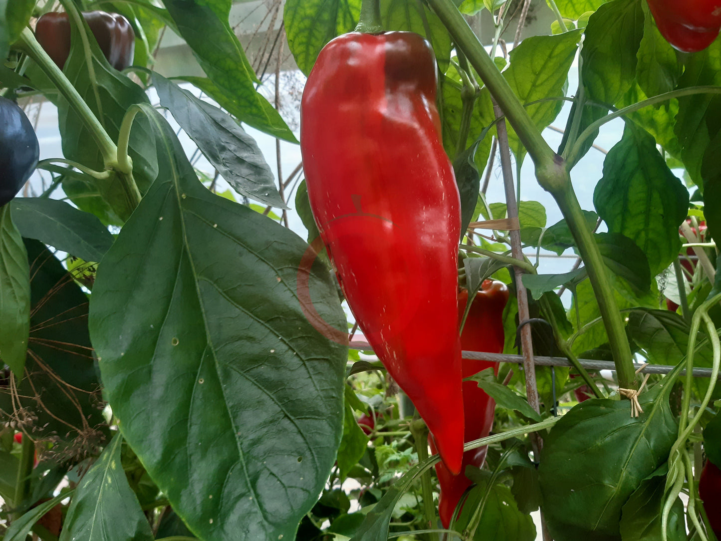 Ros de Mallorca DER TOMATENFLÜSTERER